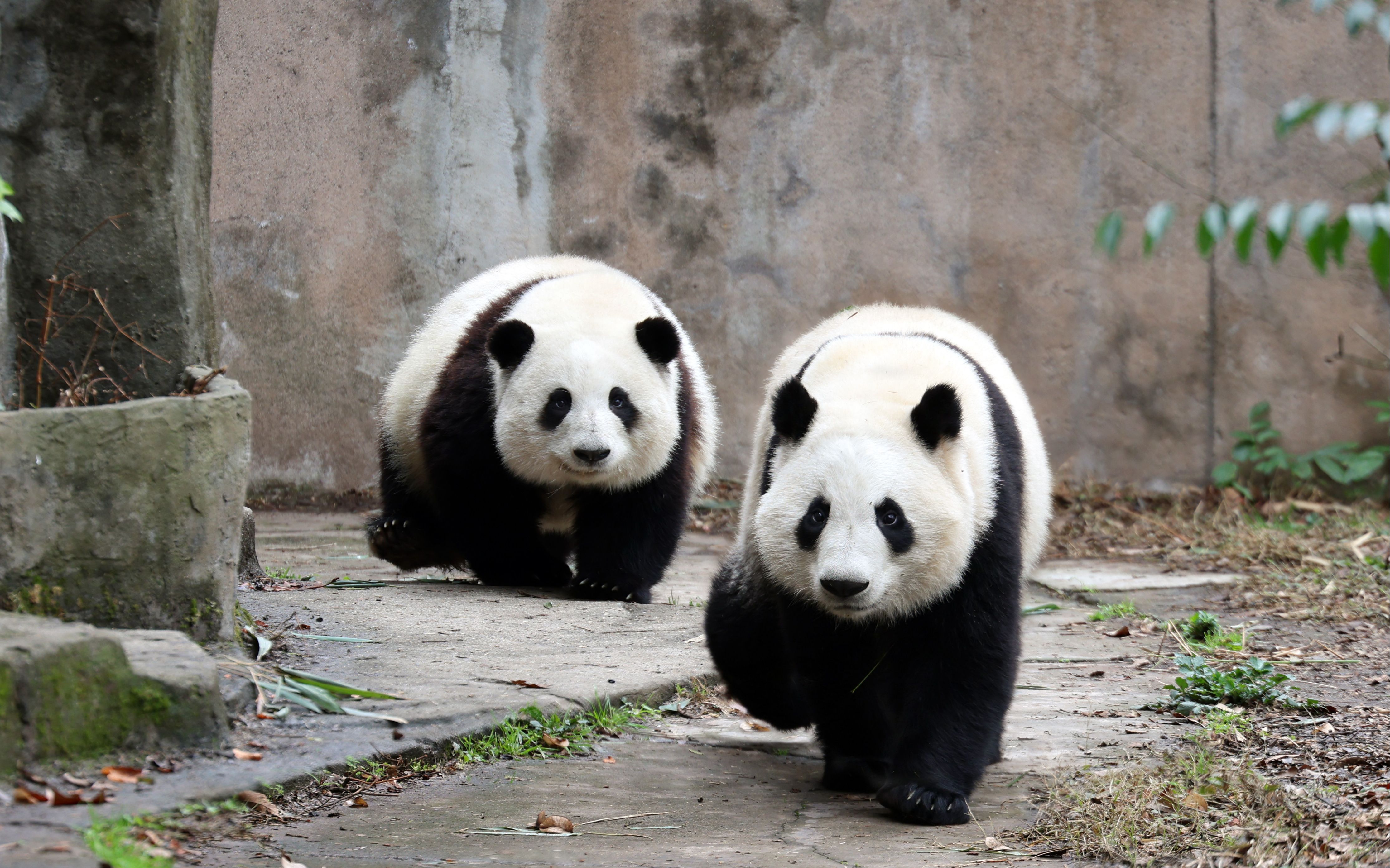  p data-id="tcbh4mplnwmc">大熊猫"玖菜花叶"组合,指于2020年出生在 