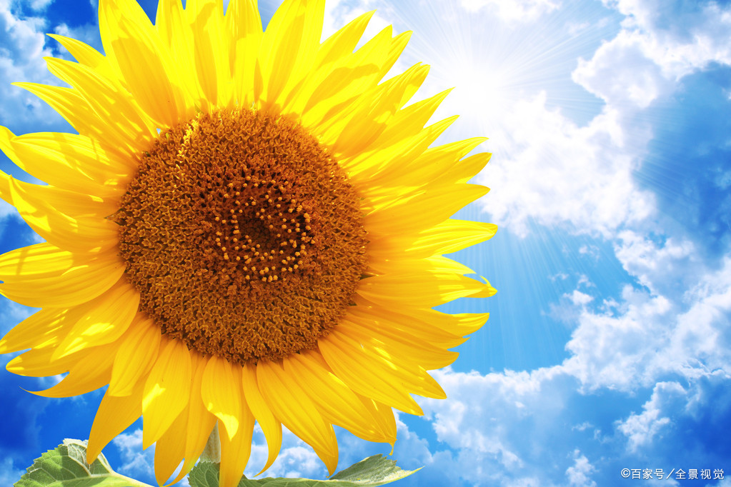 夏日炎炎正好眠 5首初夏 午睡 古诗词 感受慵懒的夏天 百科ta说