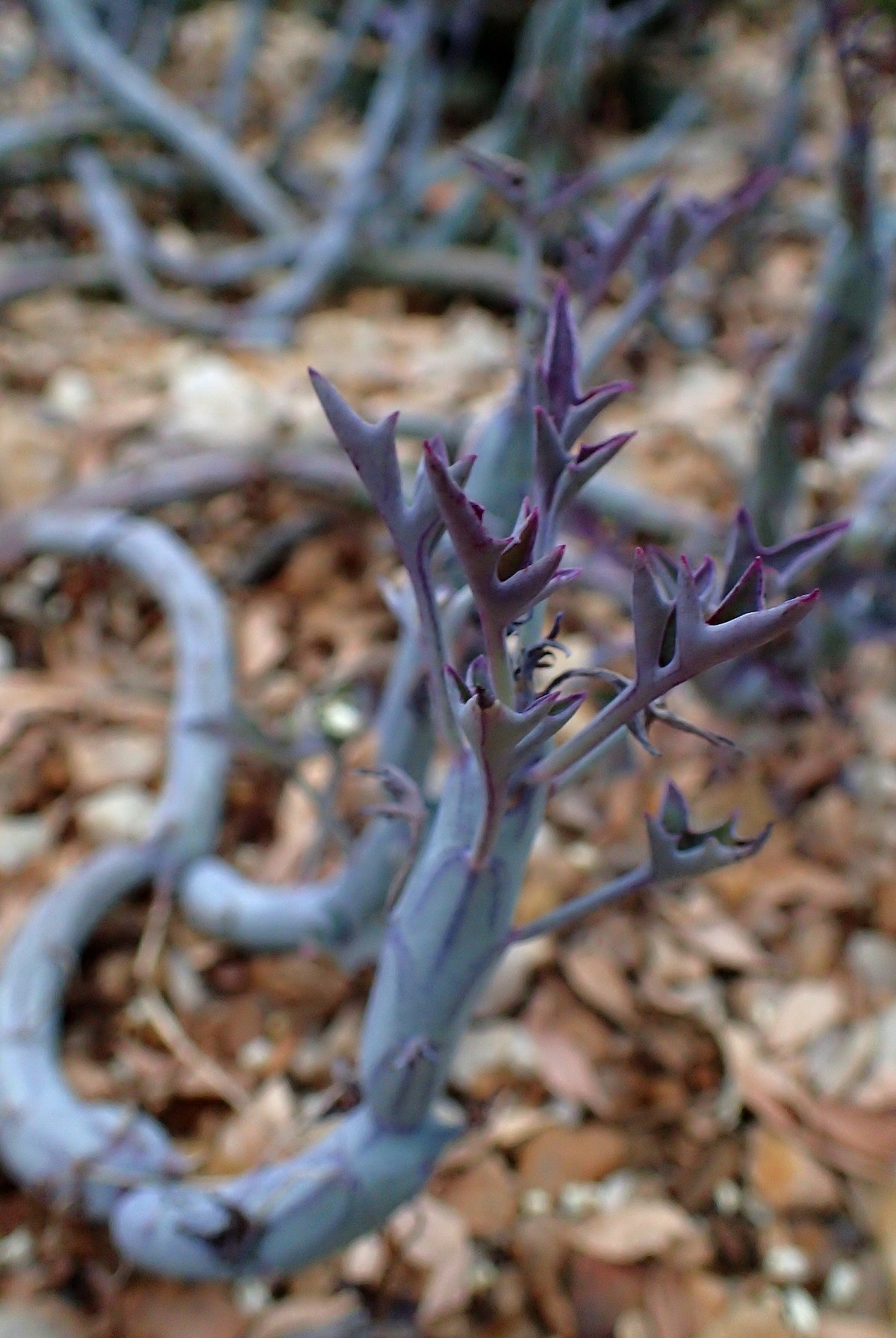  p>泥鳅掌(学名: i>kleinia pendula  /i>(forssk.) dc.