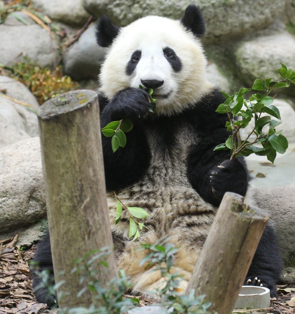 obmqfnub">和叶,雄性 a target="_blank" href="/item/大熊猫/34935"