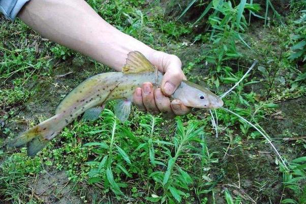id="tiq1ww0jswsi">斑鳠是硬骨鱼纲鲇形目鲿科鳠属鱼类,俗名鱼,芝麻鮝