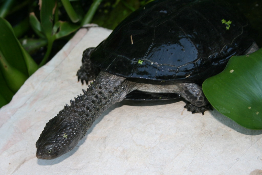 黑腹刺颈龟