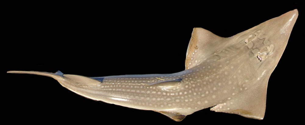  p>及达尖犁头鳐(学名: i> /i> i>rhynchobatus djiddensis /i>)是尖