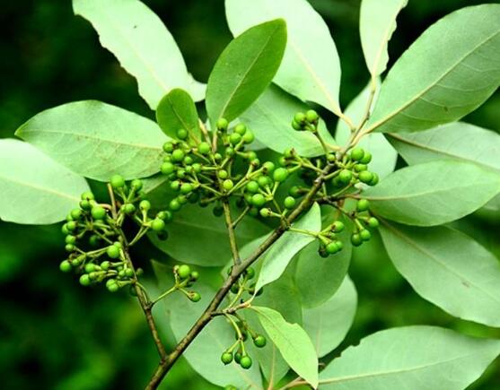 山苍子树