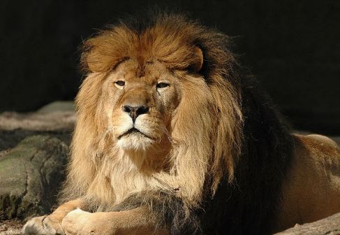 狮子（猫科豹属动物）_百度百科