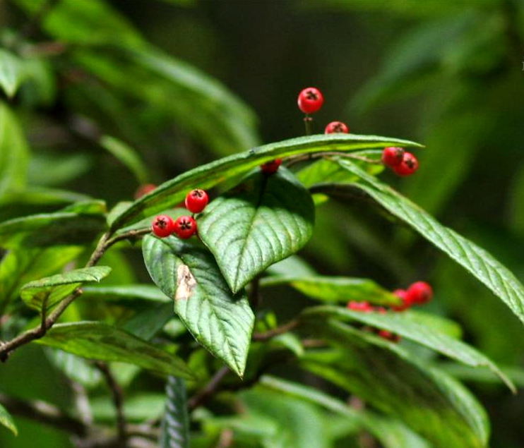  p>柳叶栒子(学名: i>cotoneaster salicifolius /i> franch.