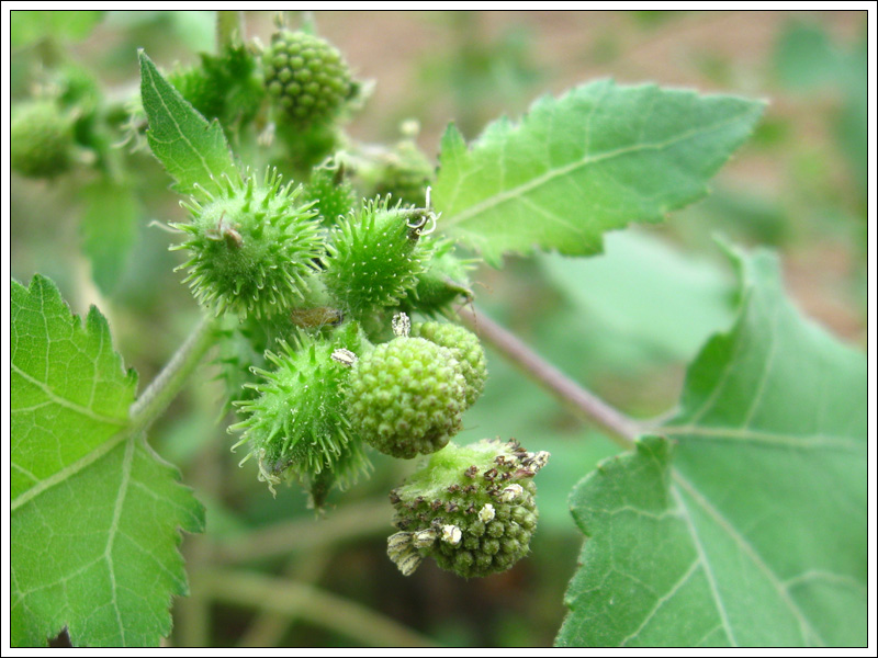  p data-id="gnbl5vejgo">苍耳草产我国南北各地