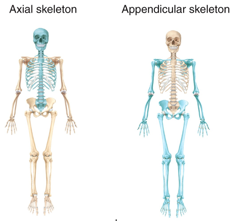  p data-id="gncowv0t24">股骨(femur)又名大腿骨,髀骨,楗,是人体最长