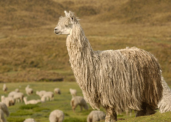 羊驼