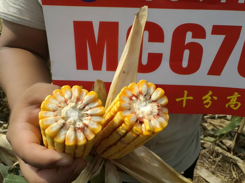  p>mc670是 a target="_blank" href="/item