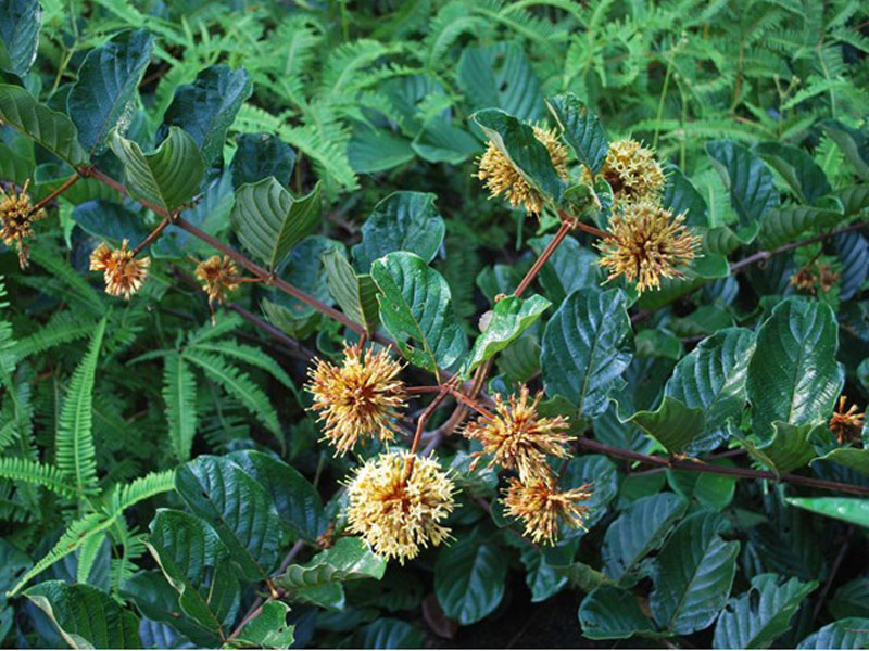 是茜草科钩藤属的大藤本;叶对生,近革质,叶片卵形或阔椭圆形,顶端短