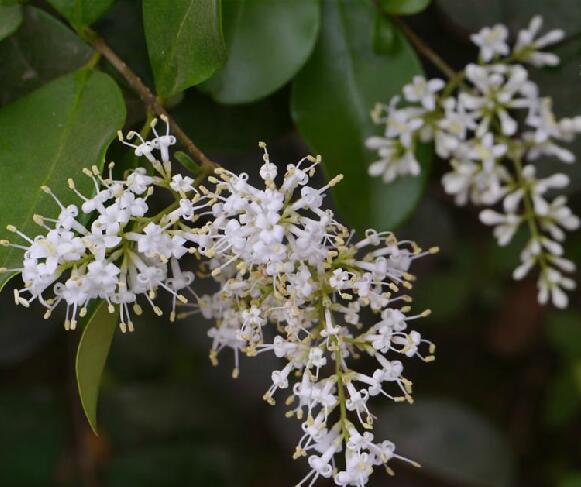  p>长叶女贞(学名: i>ligustrum compactum /i> (wall. ex g.
