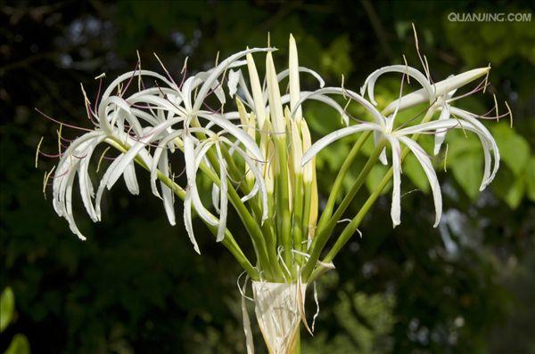 多年生草本植物,花期5月至8月, a target="_blank" href="