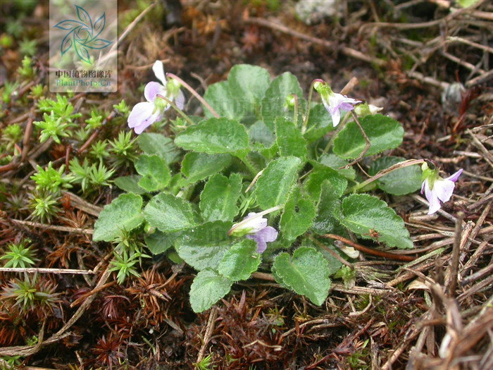  p>柔毛堇菜(学名:viola principis)是堇菜科堇菜属的多年生草本植物.