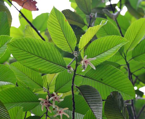  p>东京龙脑香(学名: i>dipterocarpus retusus /i> bl.