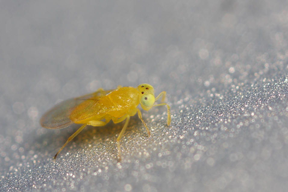  p>小蜂通常指的是 a target="_blank" href="