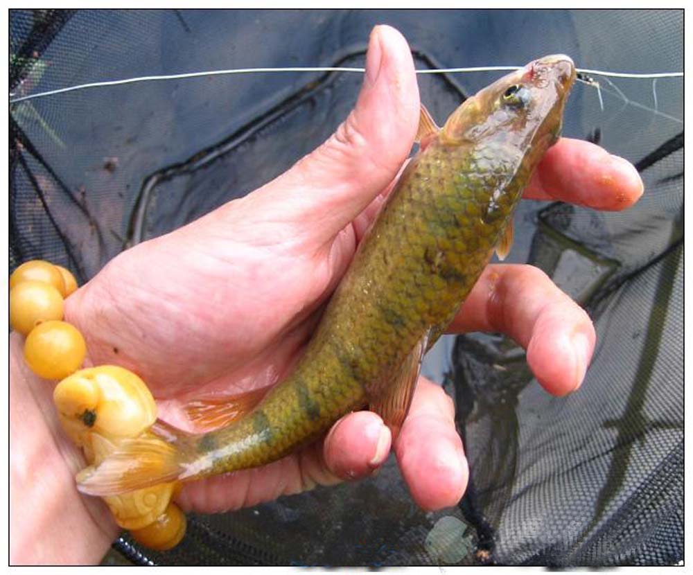  p>叶结鱼(tor(parator) zonatus)属鲤形目,鲤科,鲃亚科,结鱼属.