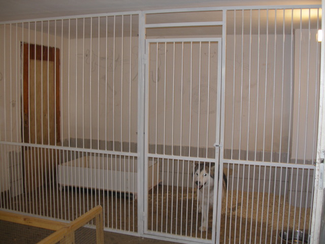 乾通名犬俱乐部