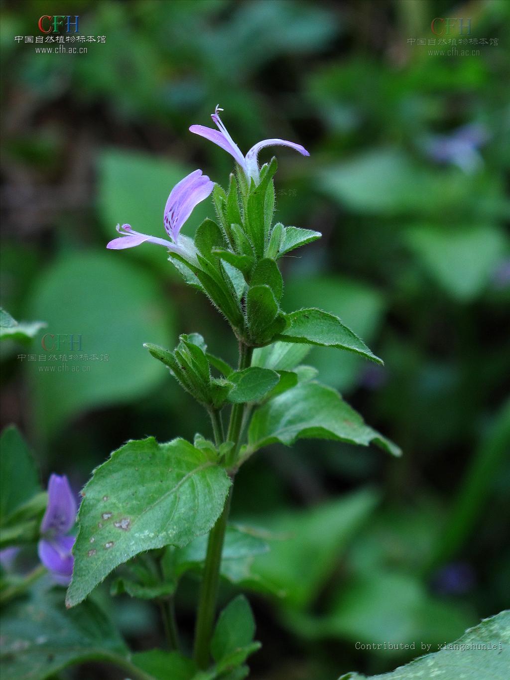  p> b>枪刀药属 /b>( a href="#" data-lemmaid="8074290">学名 /a>: 