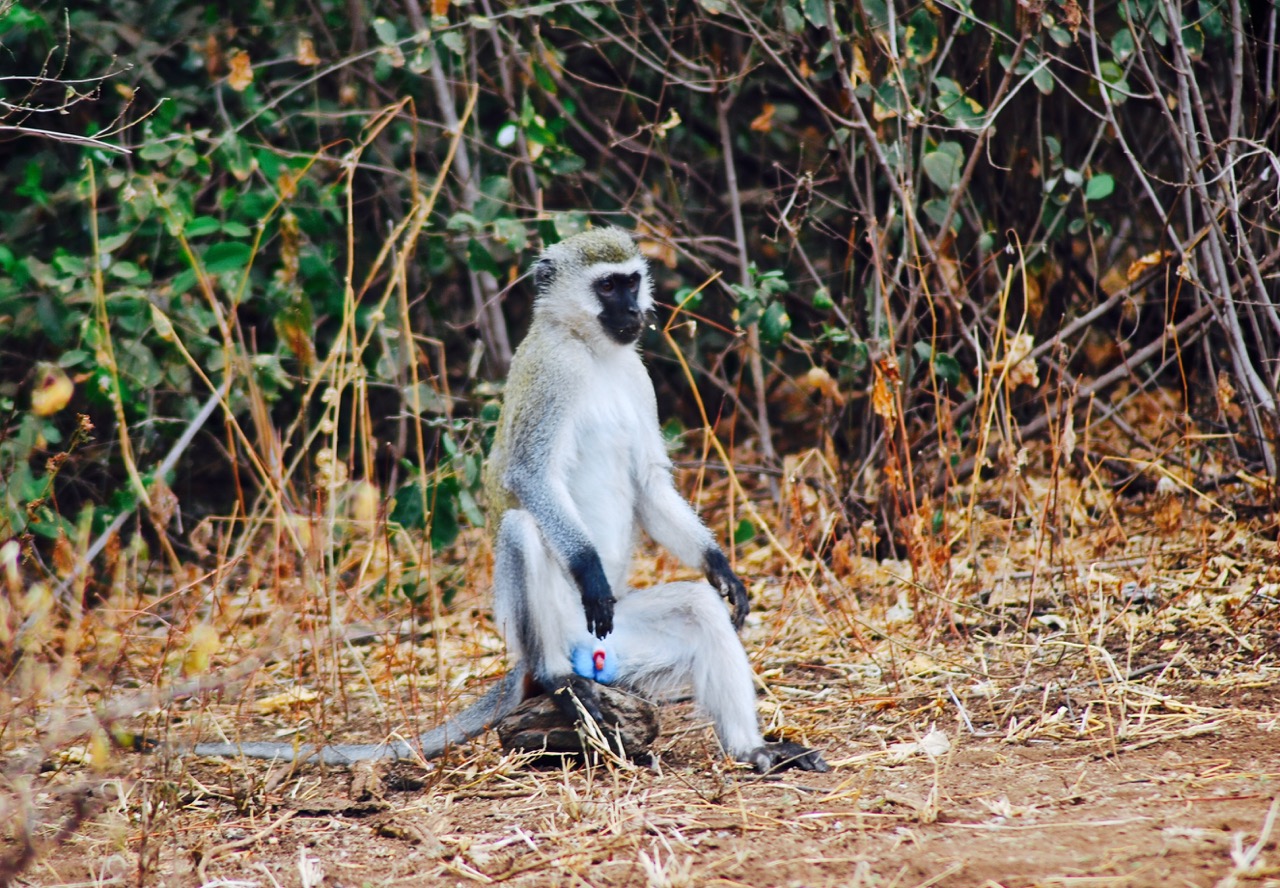 "gnbsk1uycj">长尾黑颚猴,英文名:vervet monkeys,是一种很常见的猴子