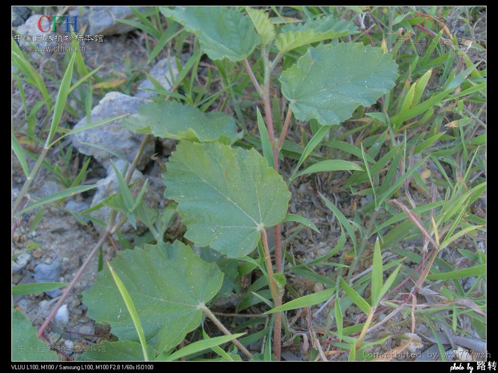  p>蛇婆子属,约50种,其中 a target="_blank" href="/item/蛇婆子