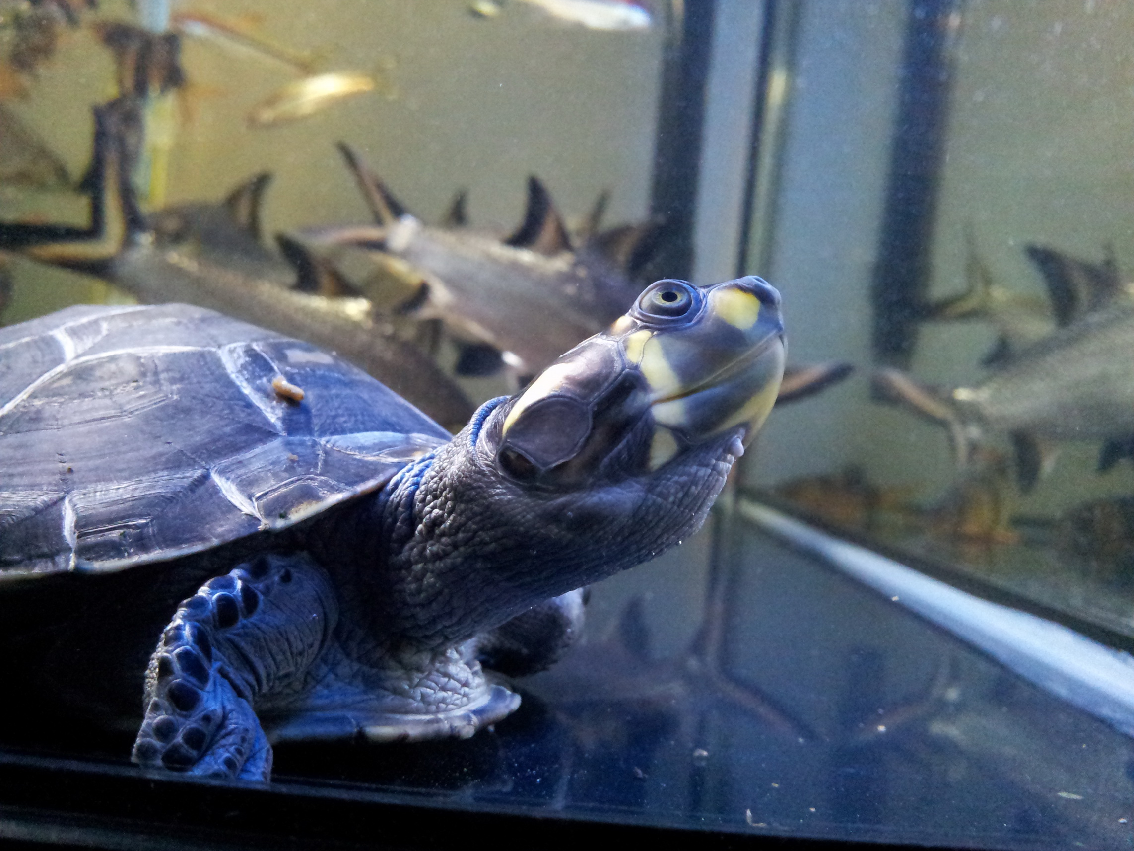  p>黄头侧颈龟(学名: i>podocnemis unifilis /i>)是侧颈龟科,南美侧