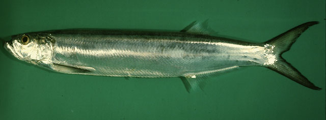  p>长颌宝刀鱼( i>chirocentrus nudus /i> swainson,1839)是宝刀鱼