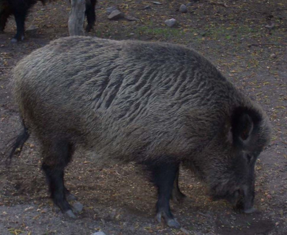  p>巴拉望须猪(学名: i>sus ahoenobarbus /i>):是猪科猪属的 a href=