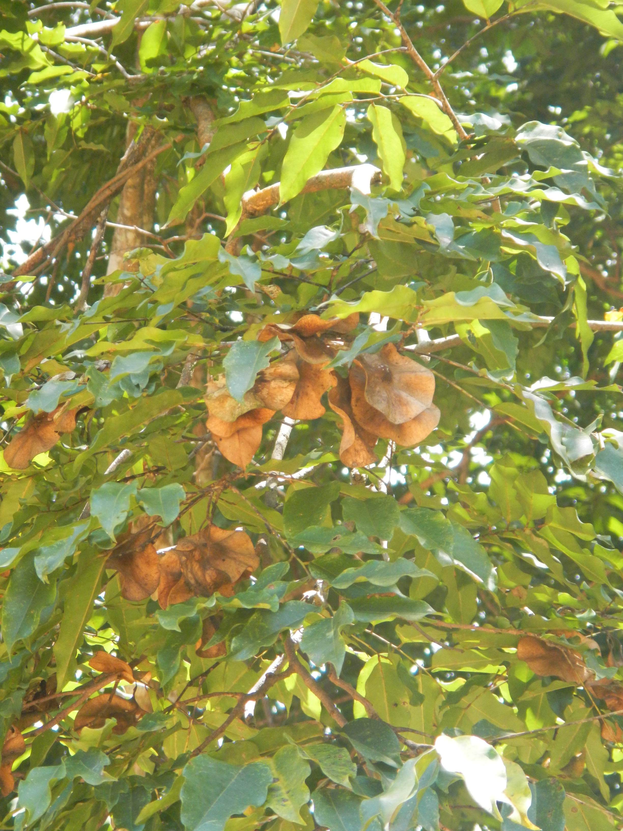  p>大果紫檀(学名: i>pterocarpus /i>  i>macrocarpus /i> kurz)是