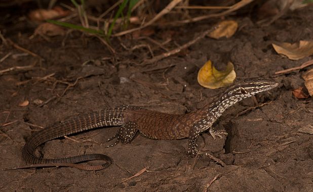  p>刺尾巨蜥(学名: i>varanus primordius /i>)是 a href="#" data