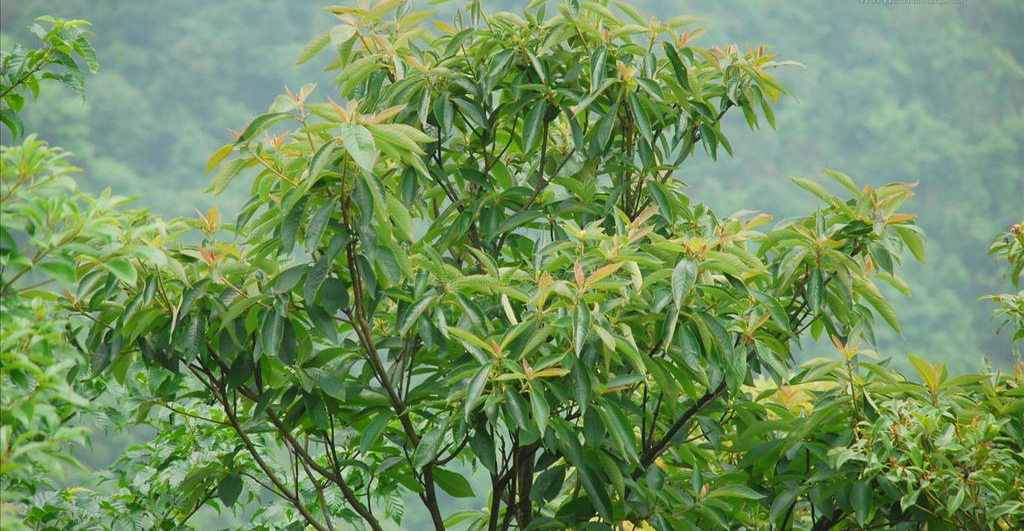  p>白背桤叶树(学名:clethra gronov.