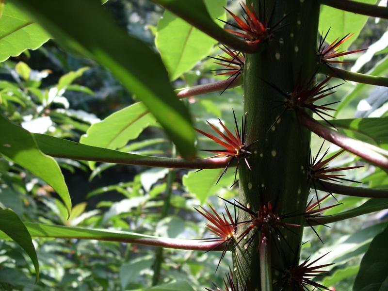  p>木麒麟(学名: i>pereskia aculeata /i> mill.