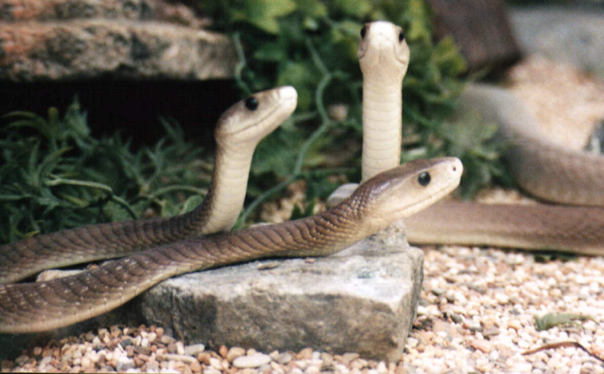  i>dendroaspis polylepis /i>):是眼镜蛇科,黑曼巴蛇的属毒蛇