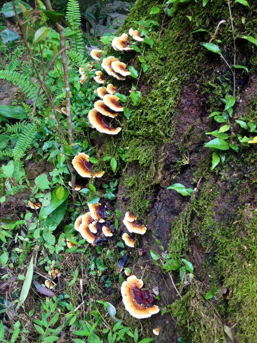  p>野生灵芝是野外自然生长的 a target="_blank" href="/item/灵芝