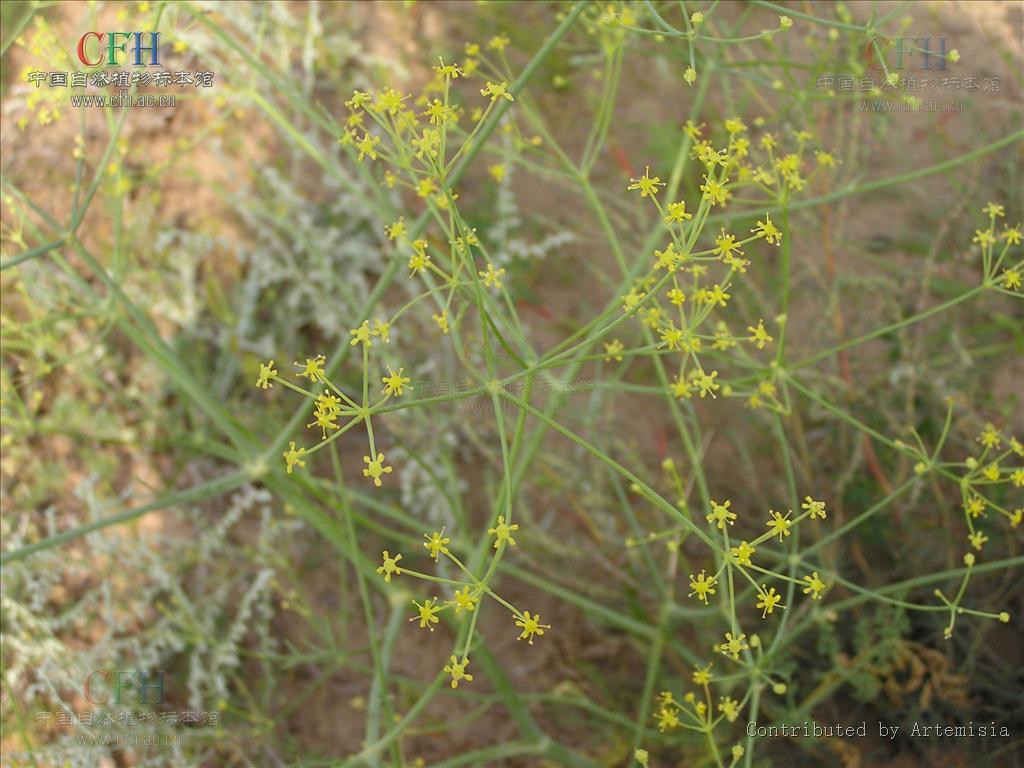 shen /i>或阜康阿魏 i>ferula fukanensis k.m.shen /i>的树脂.