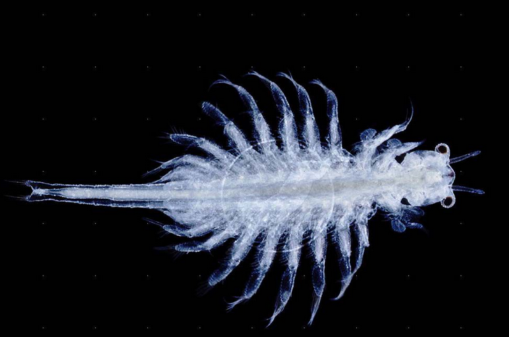  p>卤虫(brine shrimp)也称盐水 a>丰年虫 /a>.