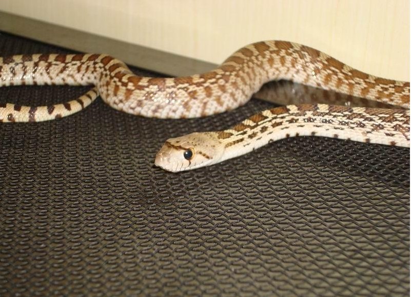  p>游蛇科 (colubridae)动物, a href="#" data-lemmaid="8074290">学