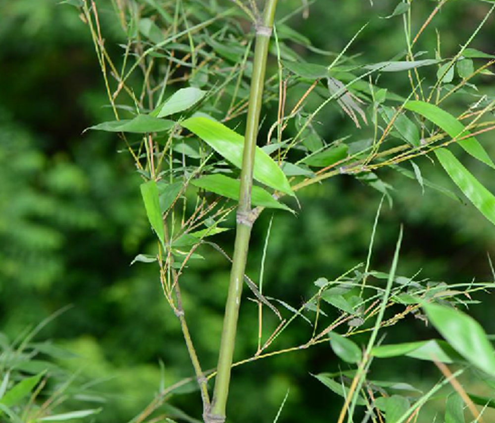 环竹(学名: i>phyllostachys meyer /i>i mcclure)是禾本科,刚竹属 a
