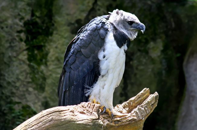  p>美洲角雕(学名: i>harpia harpyja /i>)是大型猛禽,体型大,喙和爪