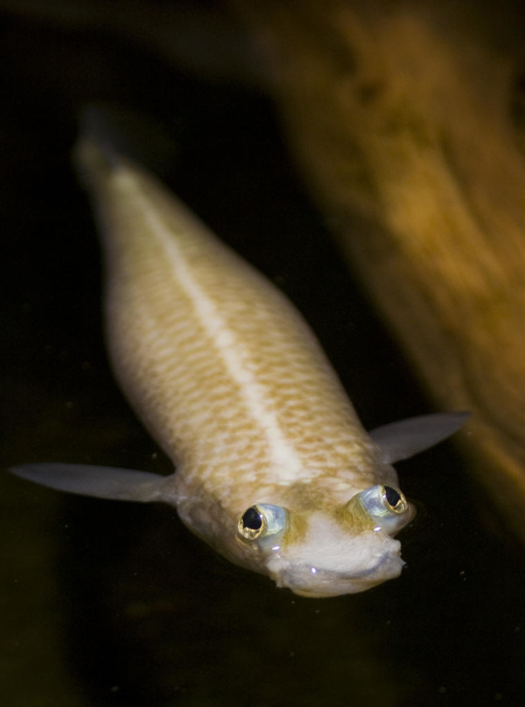 ">中美洲 /a>和南美河流里的小鱼,长着非常奇特的眼睛,外形似蛙眼
