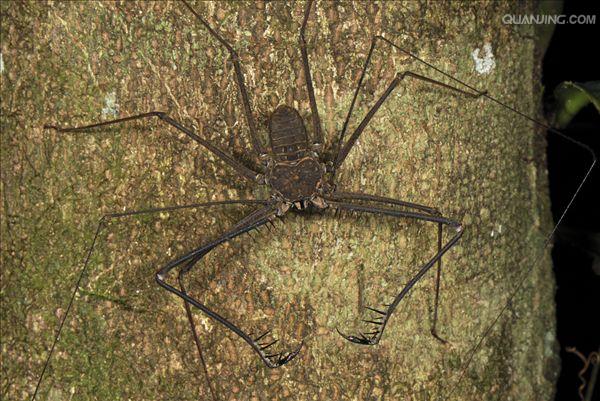 肢 /a>又称脚须,是 a target="_blank" href="/item/蛛形纲/2093129"