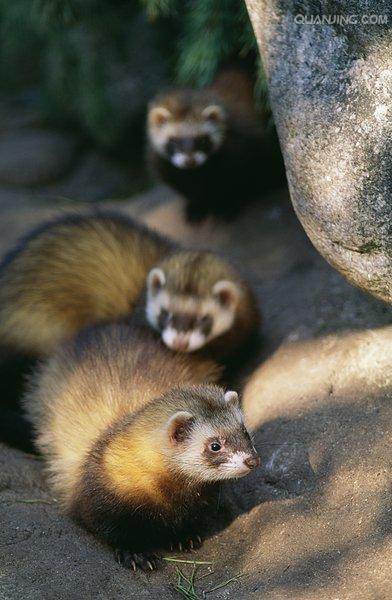 ="25414">艾虎 /a>,地狗,是 a href="#">鼬科 /a>鼬属的小型毛皮动物