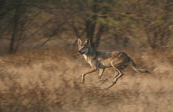  p>伊朗狼(学名: i>canis lupus pallipes /i>)是灰狼的亚种之一,该