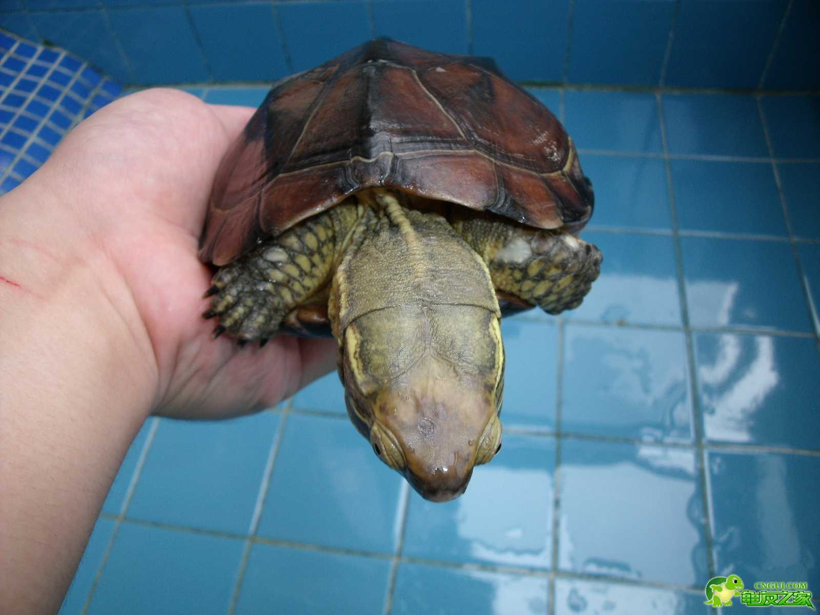 腊戌拟水龟