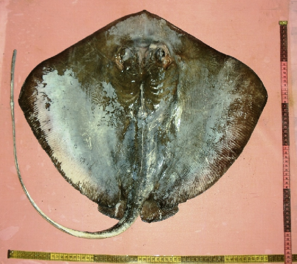  p>牛魟( i>dasyatis ushiei&nbsp; /i>jordan et hubbs,1925)是 