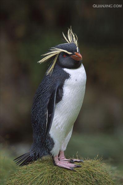 e·crestatus rockhopper penguin