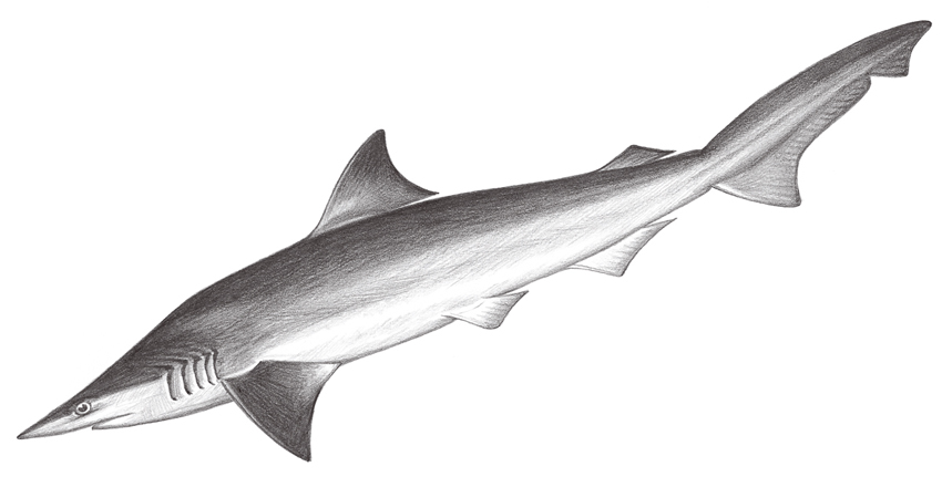  p>尖头斜齿鲨(学名: i>scoliodon laticaudus /i>)是真鲨科,斜齿鲨属