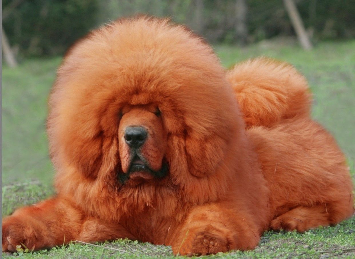  p>狮头藏獒,犬科犬属的动物,藏獒的一种,毛长,灵活,性烈,善斗,体形