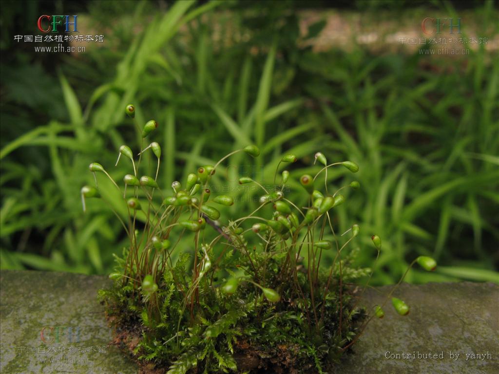  p>镰刀藓藓丛柔弱,黄绿色或深绿色.植物体粗大,绿色或棕黄绿色.