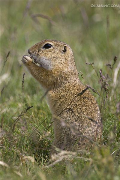 spermophilus dauricus